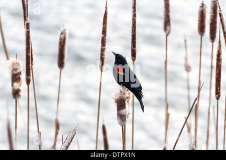 red winged blackbird standing on Cattail Stock Photo