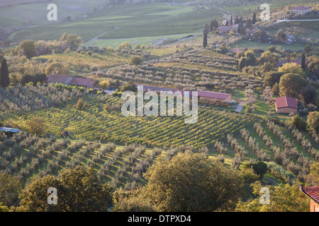 Fields of olive groves and vineyards in the valley below Montepulciano, Southern Tuscany, Italy. Mandatory credit Jo Whitworth Stock Photo