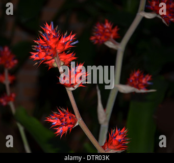 Hohenbergia stellata bromeliad Stock Photo