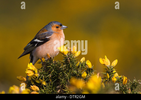 chaffinch fringilla coelebs on a gorse bush Stock Photo