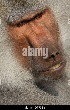 Head of male Hamadryas Baboon (Papio hamadryas), Stock Photo