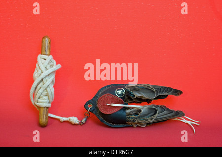 Falconers lure lure falconry equipment wings hi-res stock