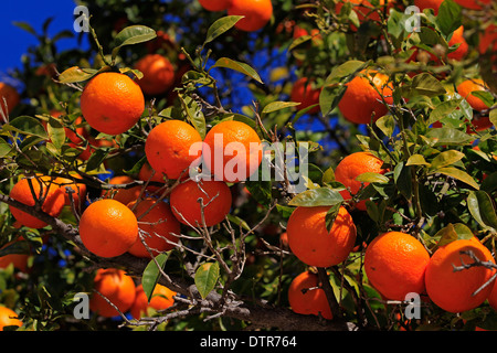Oranges on a tree in the Jardines del Turia, Valencia, Spain Stock Photo