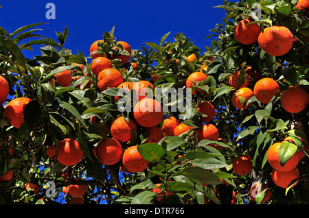 Oranges on a tree in the Jardines del Turia, Valencia, Spain Stock Photo