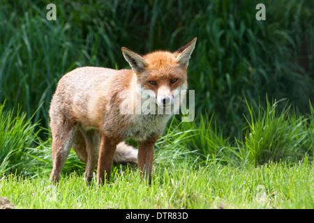 European Red Fox in the UK. May Stock Photo