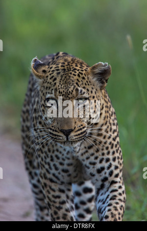Leopard walking towards the camera Stock Photo