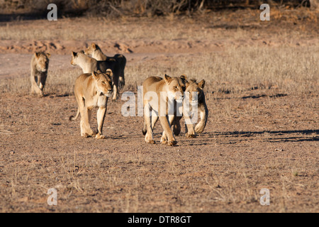 African Lion pride walking in the Kalahari desert Stock Photo: 66894512 ...