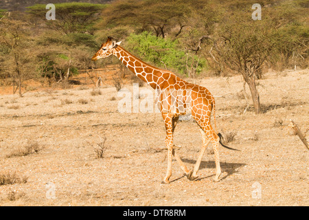 Reticulated Giraffe (Giraffa camelopardalis reticulata) Photographed at the Samburu National Reserve, Kenya