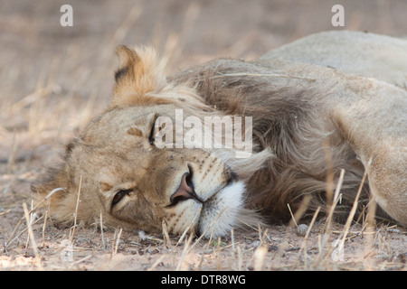 African Lion in the Kalahari desert Stock Photo