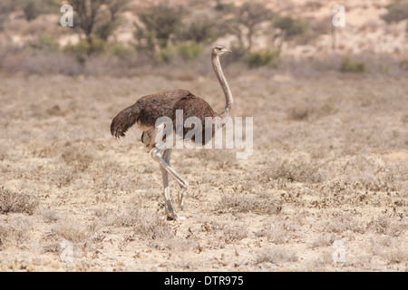 Ostrich in the Kalahari desert (struthio camelus) Stock Photo