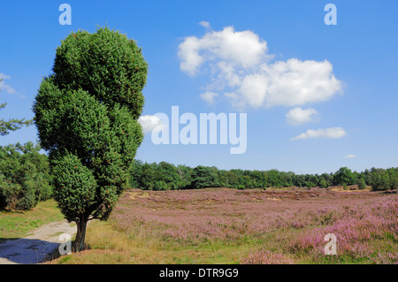 Common Juniper (Juniperus communis) in blooming heathland, Westruper Heide, North Rhine-Westphalia, Germany Stock Photo