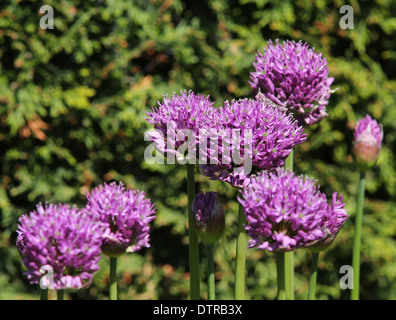 7 purple Aliums  in a group conifer background (2 of series of 2) Stock Photo