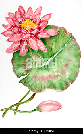 water color painting of a Water Lily Stock Photo