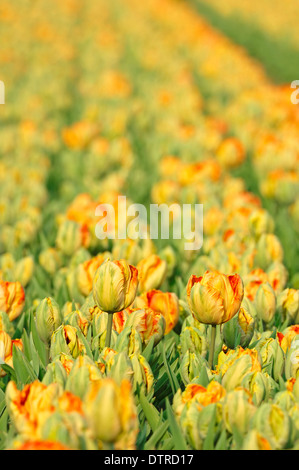 Field of Tulips near Lisse, Netherlands / (Tulipa spec.) Stock Photo