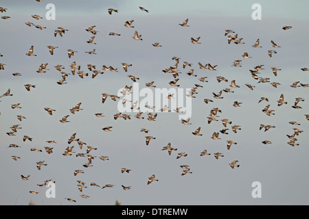Wood Pigeon, Columba palumbus, winter flock in flight over cereal crop where feeding, Norfolk UK Stock Photo