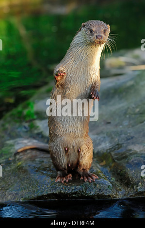 European Otter / (Lutra lutra) / River Otter Stock Photo