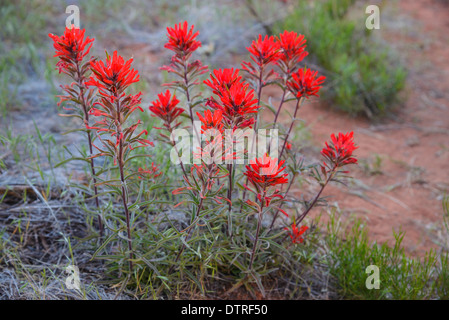 desert indian paintbrush desert indian paintbrush