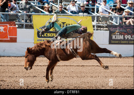 Tucson, Arizona, USA. 22nd Feb, 2014. ZACK BROWN hangs on to to his horse during bareback at the second-to-last performance of the Fiesta de los Vaqueros in Tucson, Ariz. Credit:  Will Seberger/ZUMAPRESS.com/Alamy Live News Stock Photo