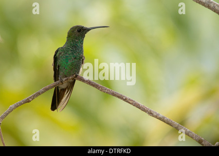 A male White-vented Plumeleteer (Chalybura buffonii), a hummingbird, perched Santa Marta, Colombia. Stock Photo