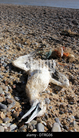 dead gannet washed up on Suffolk beach following severe winter storms of February 2014 Stock Photo
