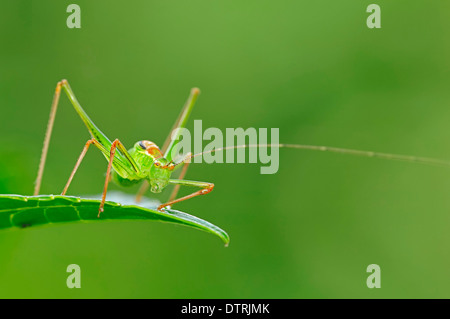 Speckled Bush-cricket, male, North Rhine-Westphalia, Germany / (Leptophyes punctatissima) Stock Photo