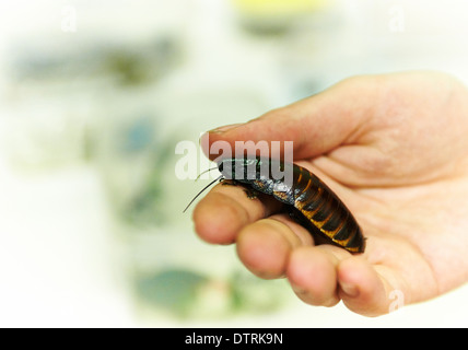 Madagascar Hissing Cockroach (Gromphadorhina portentosa) in hand Stock Photo