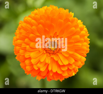 marigold flower on blurred background Stock Photo