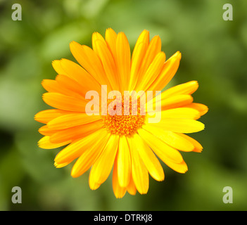 Calendula flower on blurred background Stock Photo