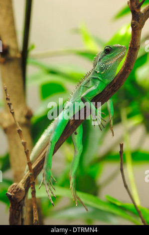 Young Green Water Dragon / (Physignathus cocincinus) / Chinese Water Dragon, Asian Water Dragon Stock Photo