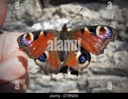 Peacock Butterfly On hand Stock Photo