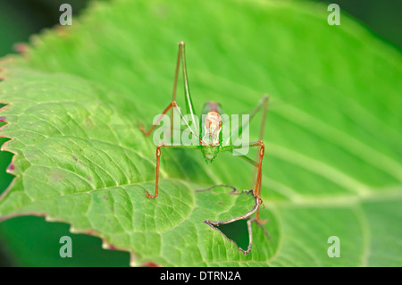 Speckled Bush-cricket, male, North Rhine-Westphalia, Germany / (Leptophyes punctatissima) Stock Photo