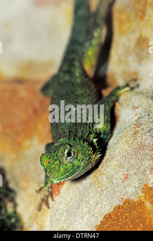 Green Spiny Lizard, female / (Sceloporus malachiticus) / Emerald Swift Stock Photo