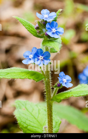 Blue flowers of the non UK native green alkanet, Pentaglottis sempervirens Stock Photo