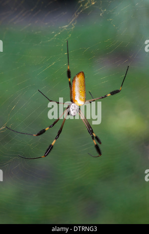 Golden Orb Spider (Nephila clavipes) on web in Osa Peninsula rainforest, Costa Rica Stock Photo
