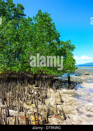 mangrove at the Bunaken island at Sulawesi, Indonesia Stock Photo