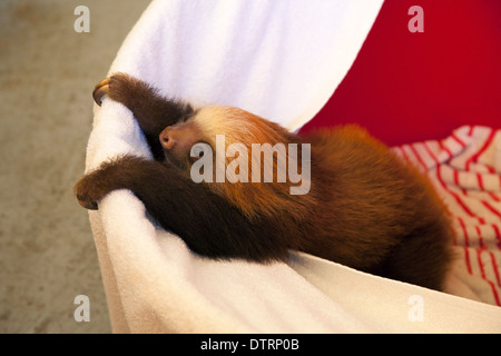 Baby orphan Hoffmann's Two-toed Sloth (Choloepus hoffmanni)  climbing on basket in the Sloth Sanctuary nursery, Costa Rica Stock Photo