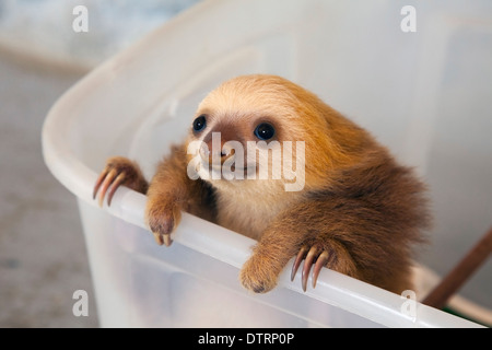 Baby Hoffmann's two-toed sloth (Choloepus hoffmanni) hanging on a tub at play time in the Sloth Sanctuary nursery Stock Photo