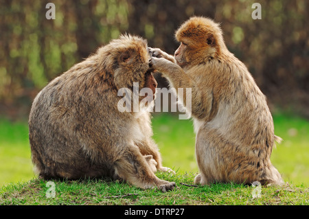 Barbary Monkeys, grooming / (Macaca sylvanus, Macaca sylvana) / Barbary Ape Stock Photo