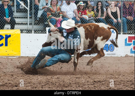 Tucson, Arizona, USA. 23rd Feb, 2014. DAKOTA ELDRIDGE, of Elko Nev., took overall top honors in steer wrestling at the Fiesta de los Vaqueros in Tucson, Ariz. mains one of the largest in the U.S. and saw record attendance of more than 60,000 people over six performances. mains one of the largest in the U.S. and saw record attendance of more than 60,000 people over six performances. (Credit I Credit:  ZUMA Press, Inc./Alamy Live News Stock Photo