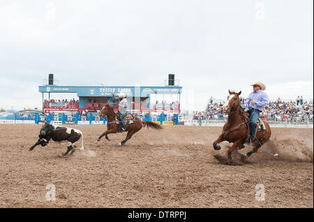Tucson, Arizona, USA. 23rd Feb, 2014. CHAD WILLIAMS, of Stephenville, Tex., left, and CASEY GATTIS, of Junction, Tex., right, take a go in the team roping event at the Fiesta de los Vaqueros in Tucson, Ariz. The steer got away, and Williams and Gattis went home empty-handed. mains one of the largest in the U.S. and saw record attendance of more than 60,000 people over six performances. main Credit:  ZUMA Press, Inc./Alamy Live News Stock Photo