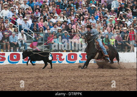 Tucson, Arizona, USA. 23rd Feb, 2014. TUF COOPER, of Decatur, Tex., took the overall win in tie-down roping at the Fiesta de los Vaqueros in Tucson, Ariz. mains one of the largest in the U.S. and saw record attendance of more than 60,000 people over six performances. mains one of the largest in the U.S. and saw record attendance of more than 60,000 people over six performances. (Credit Image Credit:  ZUMA Press, Inc./Alamy Live News Stock Photo