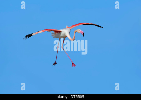 Greater Flamingo, Camargue, Provence, Southern France / (Phoenicopterus ruber roseus) Stock Photo
