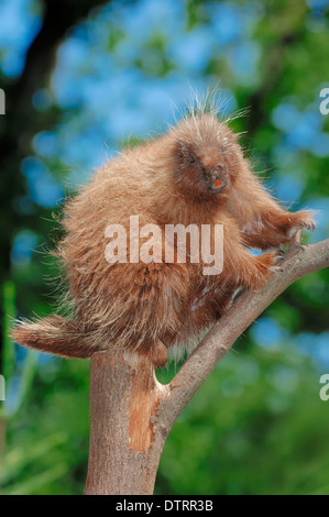 North American Porcupine / (Erethizon dorsatum) / Urson Stock Photo