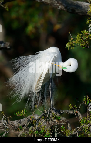 Great White Egret, Florida, USA / (Casmerodius albus, Egretta alba) Stock Photo