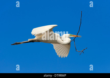 Great White Egret with nesting material, Florida, USA / (Casmerodius albus, Egretta alba) Stock Photo