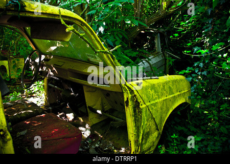 Two abandoned old cars in the middle of a forest. They are surrounded by plants. Stock Photo