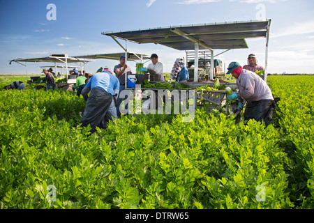 Belle Glade, Florida - Workers harvest celery at Roth Farms. Stock Photo