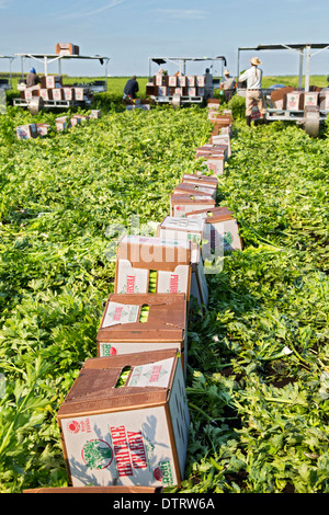 Belle Glade, Florida - Workers harvest celery at Roth Farms. Stock Photo