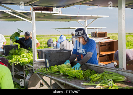 Belle Glade, Florida - Workers harvest celery at Roth Farms. Stock Photo