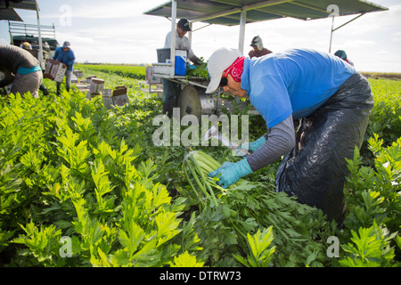 Belle Glade, Florida - Workers harvest celery at Roth Farms. Stock Photo